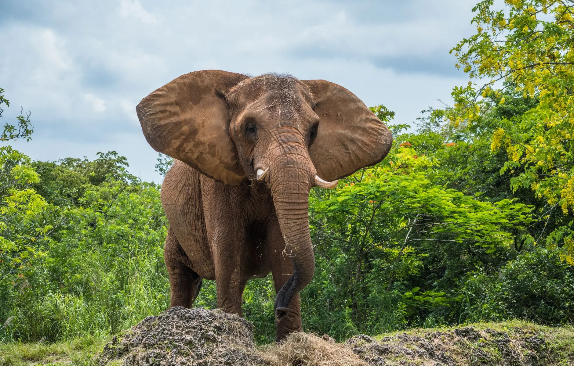 elephant in a jungle